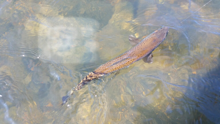 rainbow trout caught on a fishing line
