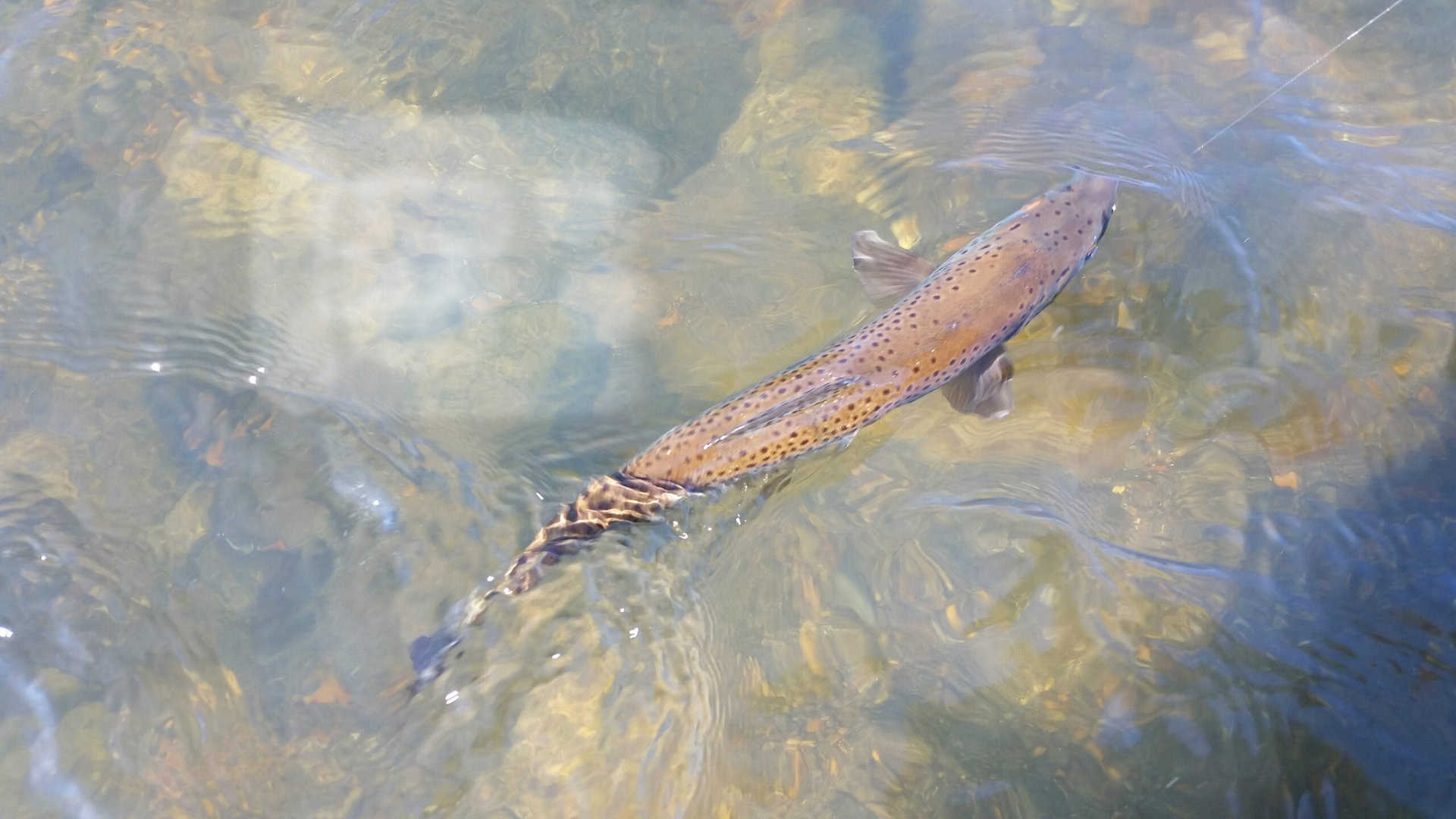 rainbow trout caught on a fishing line