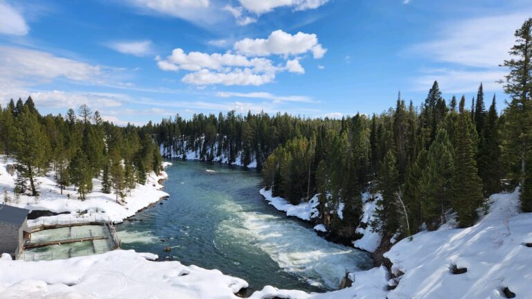 Snowy river with trees