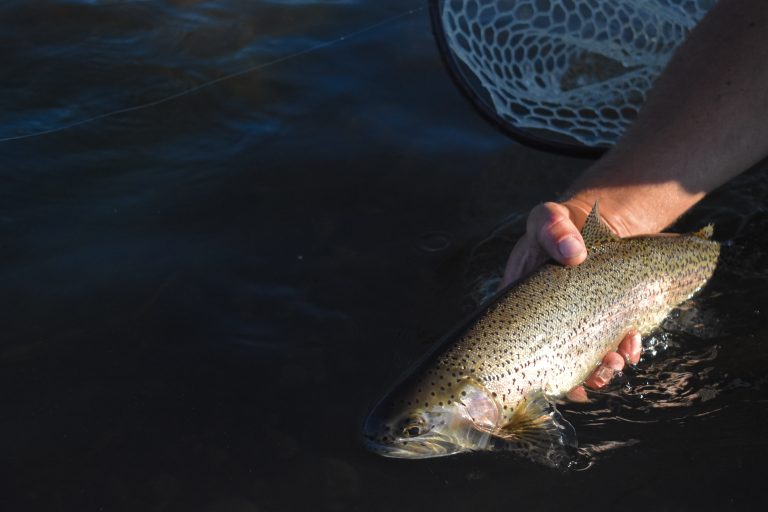 hand holding rainbow trout in the water