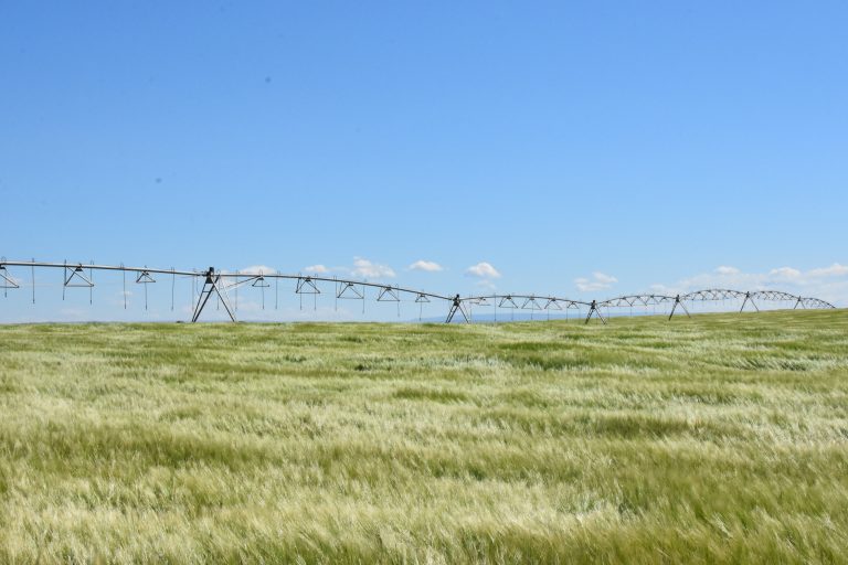 Sprinklers over field of wheat