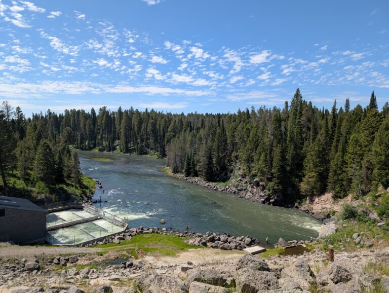 A view of Box Canyon looking downstream of Island Park Dam. The river is flanked by coniferous trees and sits under a minimally cloudy blue sky. White churned water exits the powerplant on the left side of the photo. A plume of turbid water emerges from the dam on the right side of the photo.