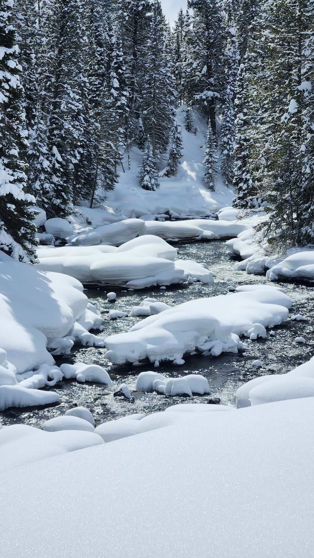 Snow covered stream