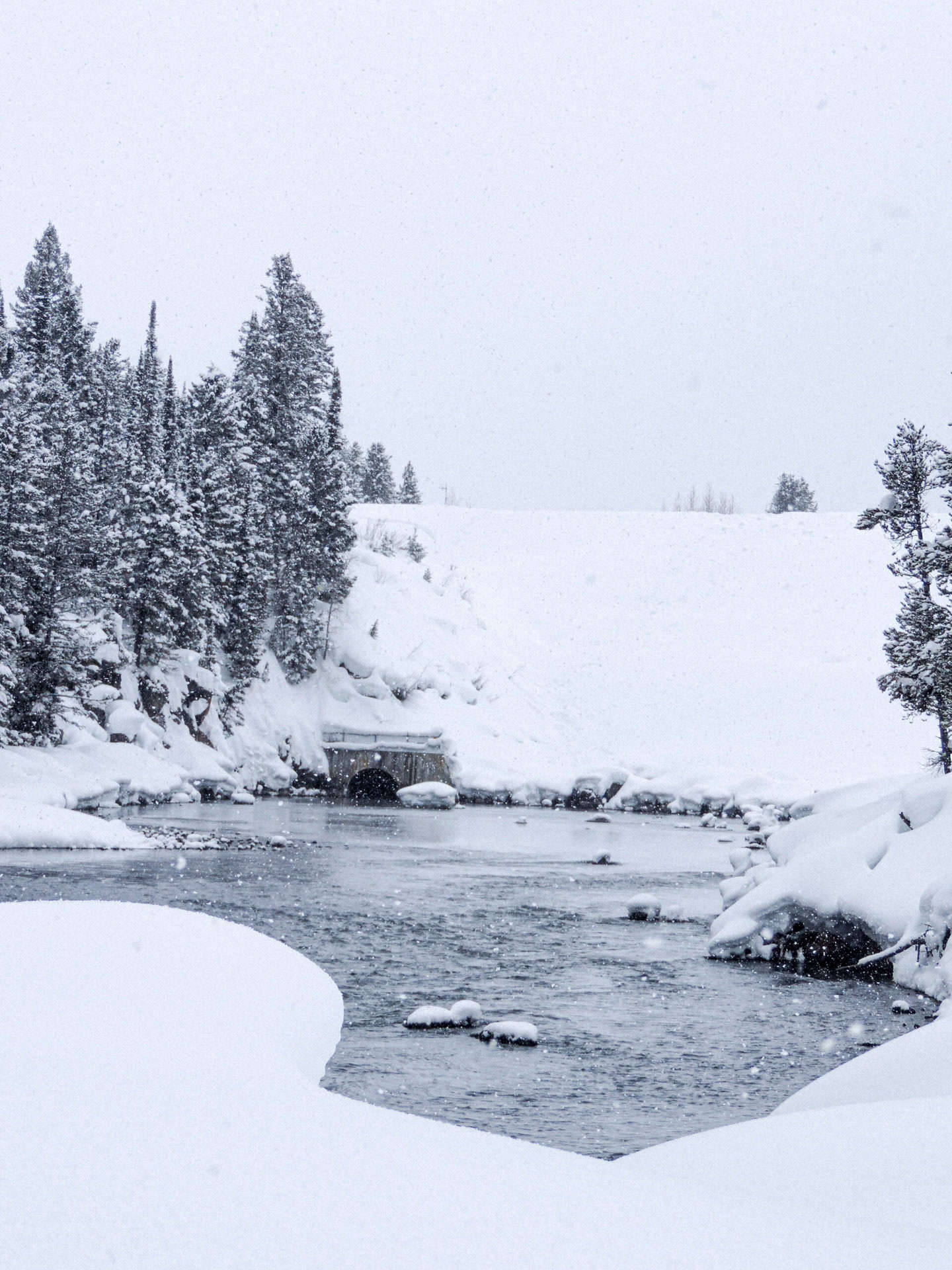 Snow covered trees and river