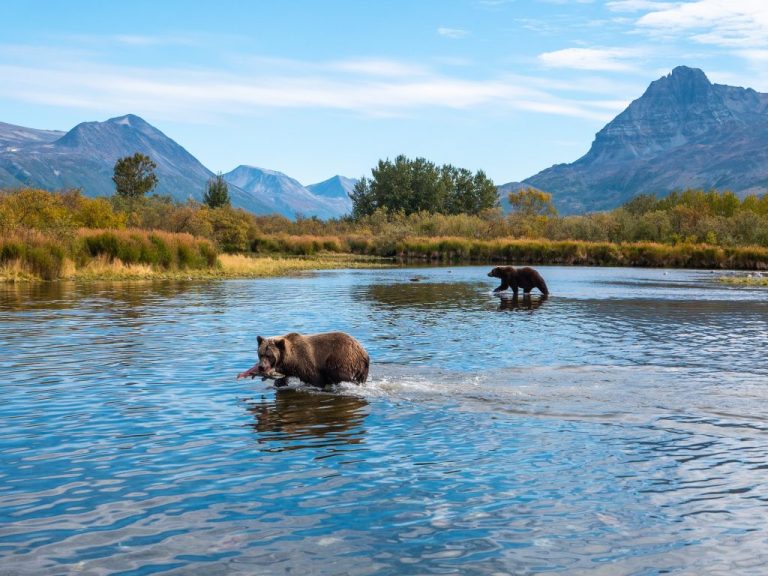 2 bears in the river