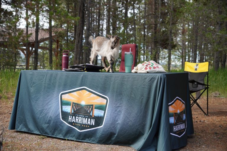 Image of goat on Harriman display table