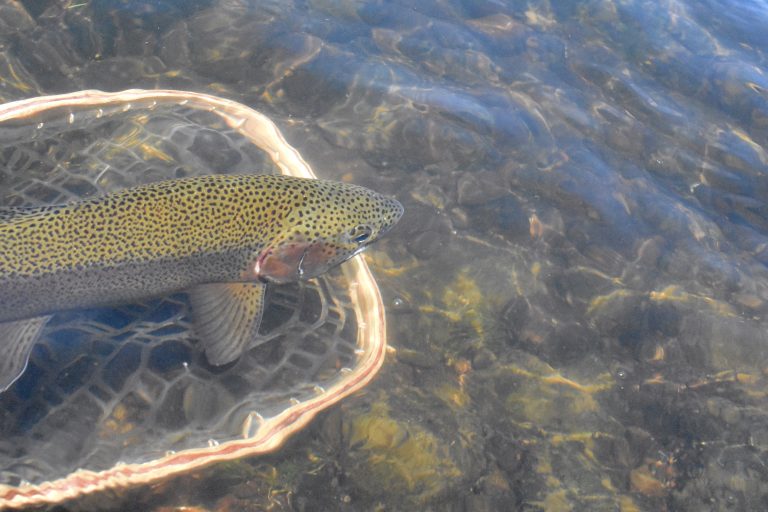 rainbow trout in water