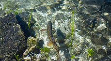 underwater plants