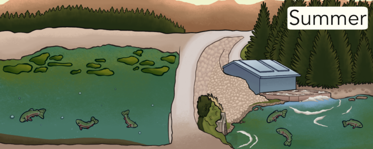 A digital illustration. On the left side, there are fish swimming upstream of Island Park Dam in green-tinged water. Downstream, on the right side, water emerges from the powerplant and dam gates. There is similar green-tinged water downstream and fish swimming.