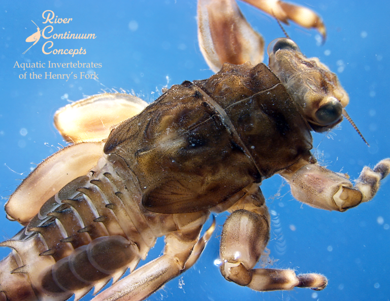 Photo of mayfly nymph.