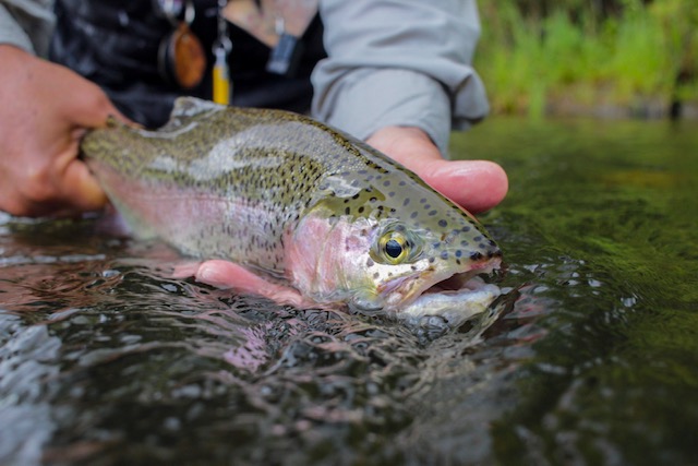rainbow trout fishing on the Henry's Fork