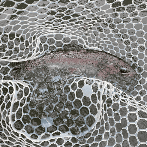 Fish caught in net