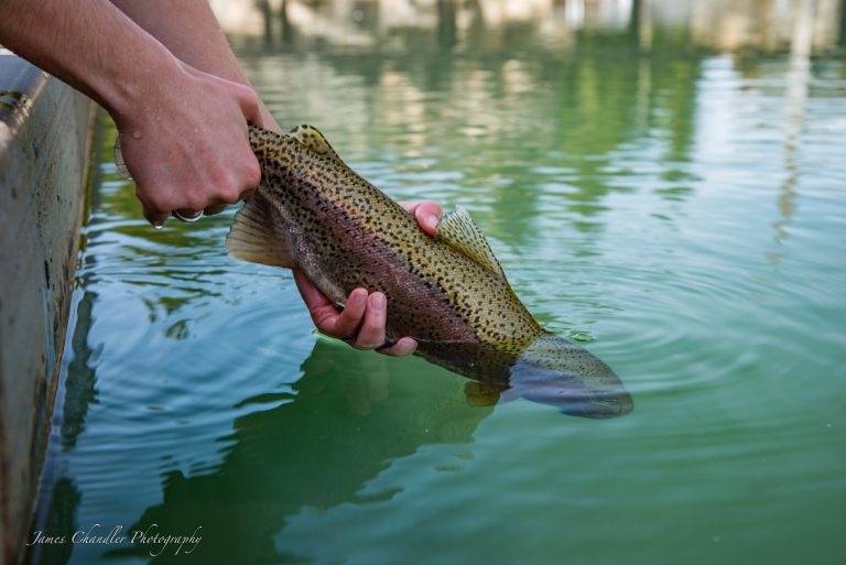 hands placing rainbow trout back in the water
