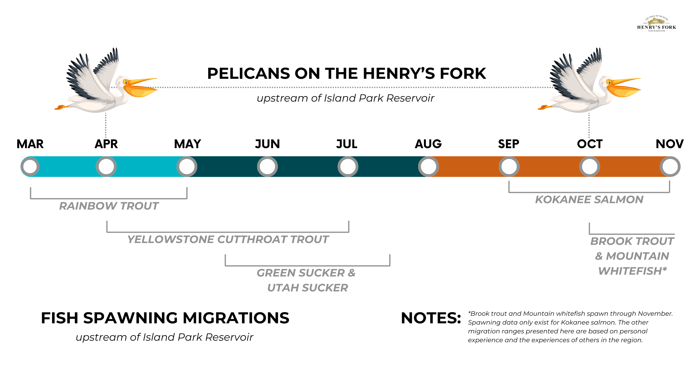Pelican On the Henry's Fork