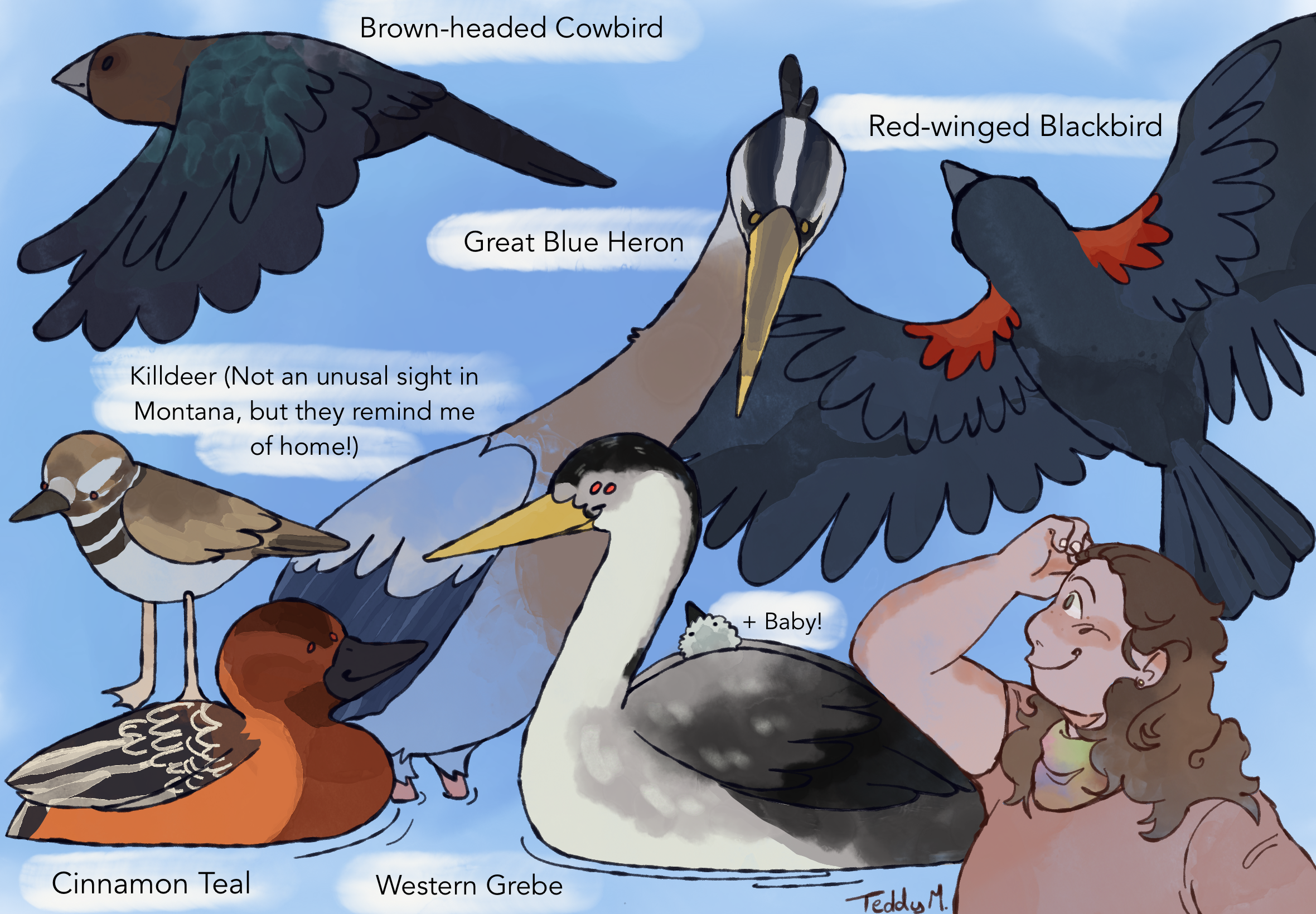 Digital illustration of assorted birds: Brown-Head Cowbird, Red-Winged Blackbird, Great Blue Heron, Killdeer, Cinnamon Teal, and a Western Grebe with her baby.