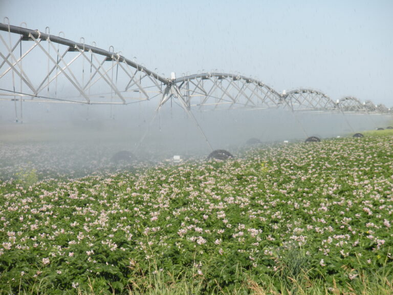 commercial sprinklers watering a field