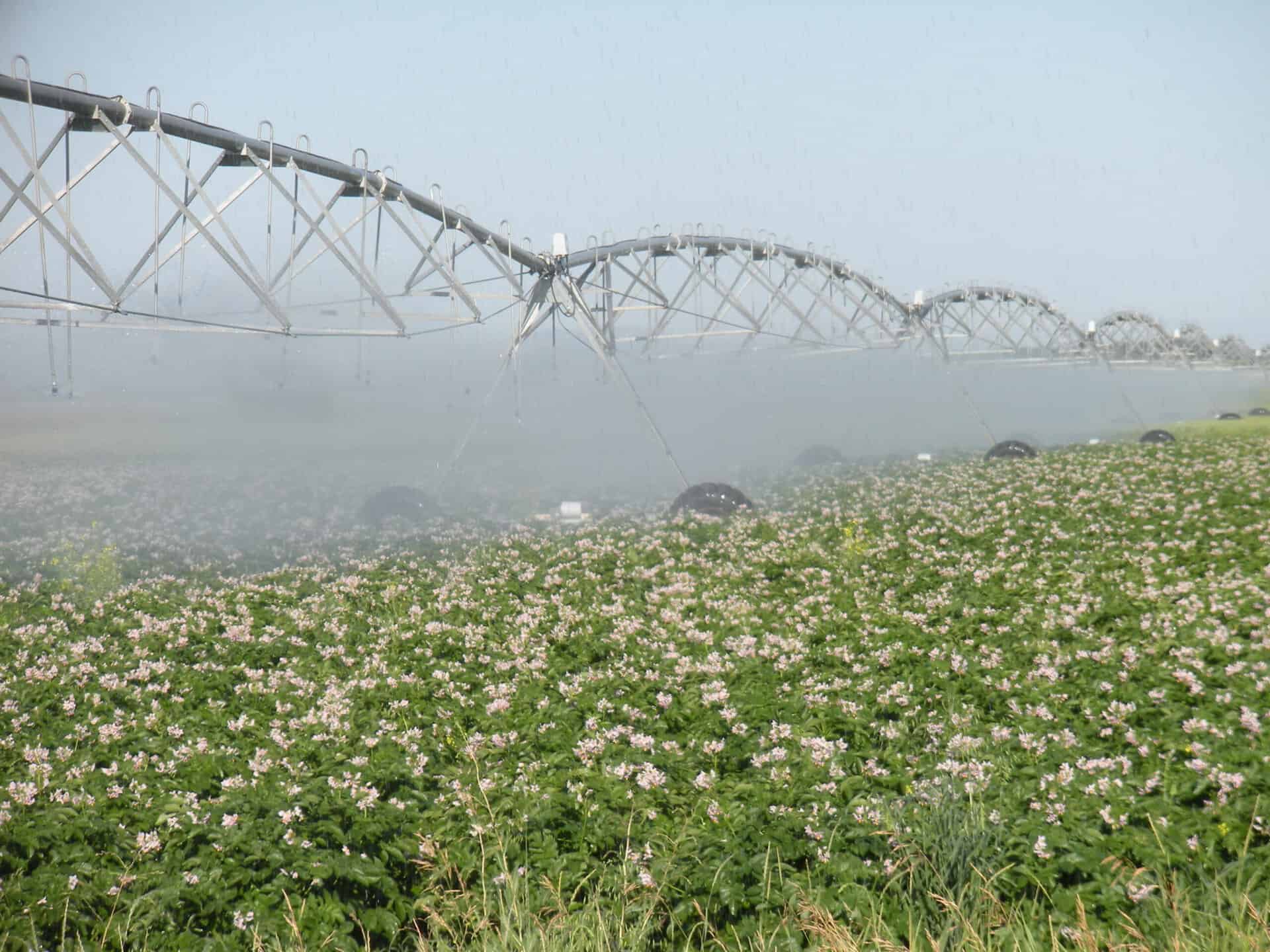 commercial sprinklers watering a field