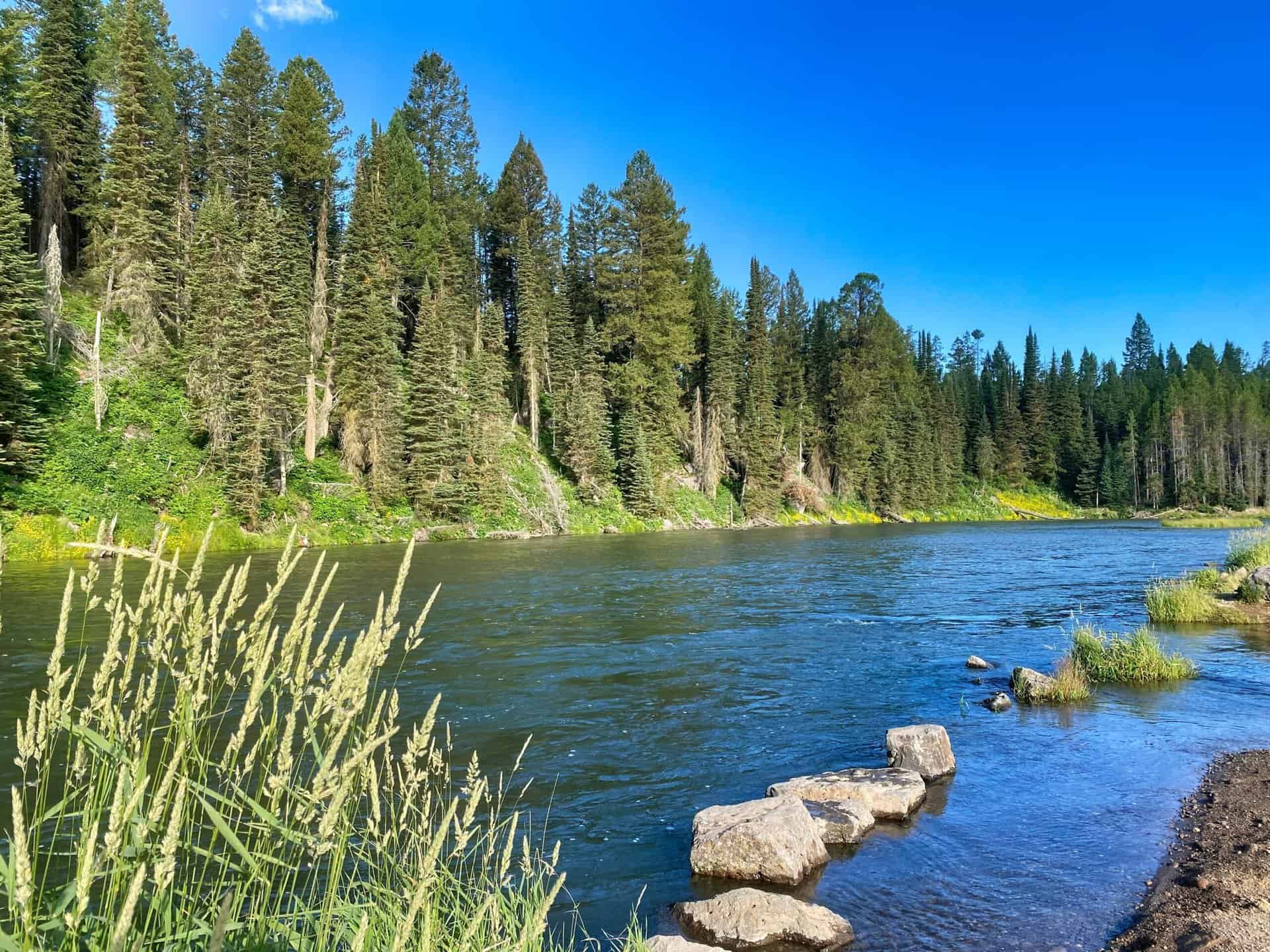 river surrounded by trees