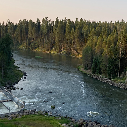 running river and trees