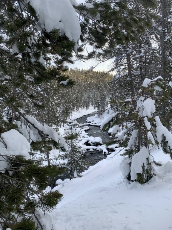 snow covered trees and river