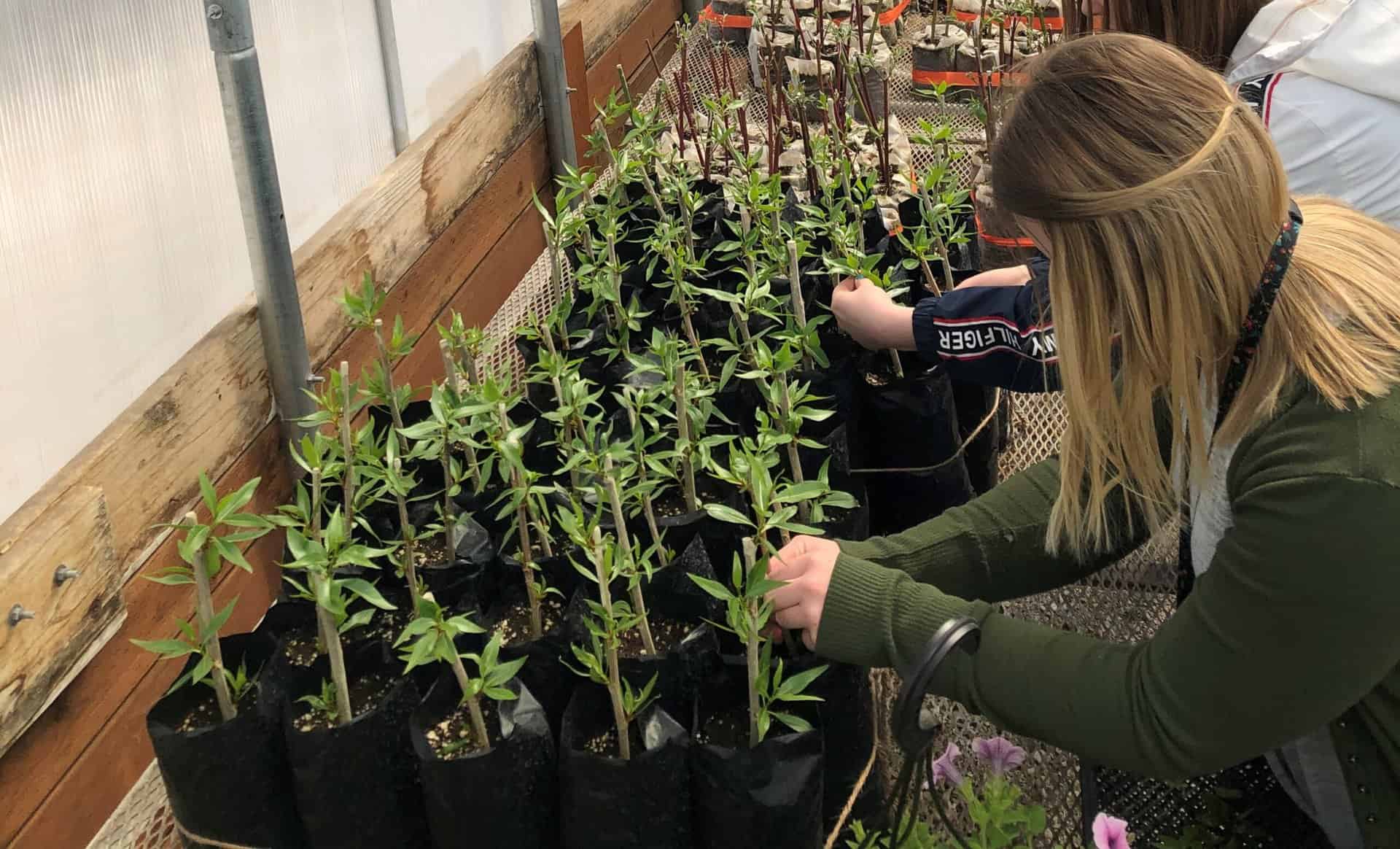 woman preparing plantlings