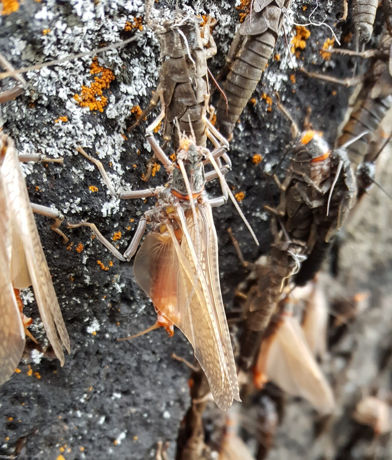 Fork Insect What Do Macroinvertebrates (Aquatic Insects) Tell Us About the Henry's ...