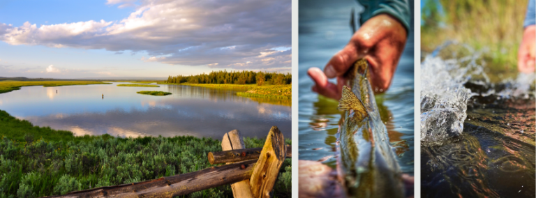 compilation of live on the river photos of snake river
