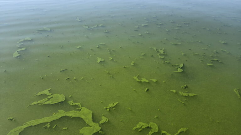 Green water, akin to pea soup with floating chunks of green algae, from the Trude Bay area of Island Park Reservoir.