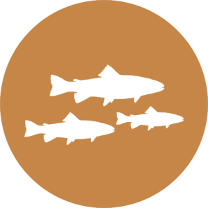 fish decal